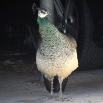 <b>0297 penhen, Kangaroo Point, Hawkesbury R, NSW, 12th Sept'09, Kate/Sydney</b>