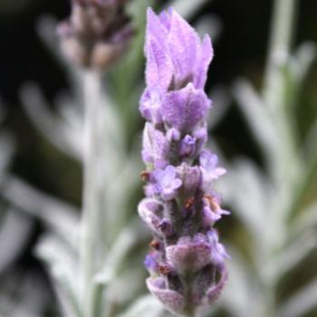 <b>1503 lavender, Sydney, 14th Jan'10, Kate/Sydney</b>
