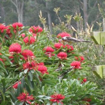 <b>Yellow Wattlebirds drinking the waratah nectar - Tasmania</b>