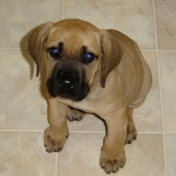 <b>This my puppy 'Brando' - he is now 69kgs!</b>