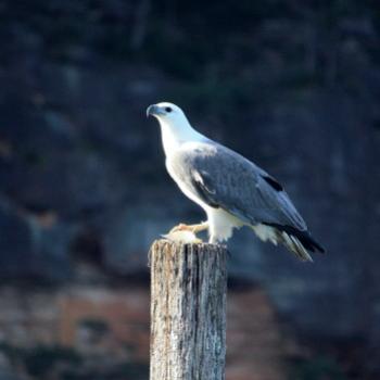<b>7913 White-bellied Sea-Eagle with fish - bream, Haliaeetus leucogaster, Accipitridae, Hawkesbury R, 9th Aug'09, Kate/Sydney</b>