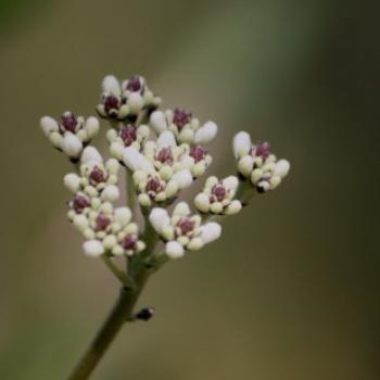 <b>0497 Conospermum taxifolium, Variable smokebush, Proteaceae, native flowers, Muogamarra Nature Reserve, Hawkesbury R, NSW, 12th Sepr'09, Kate/Sydney</b>
