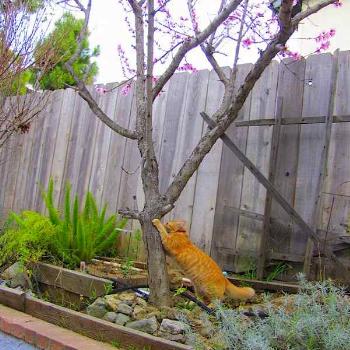 <b>Finn scratches flowering tree</b>