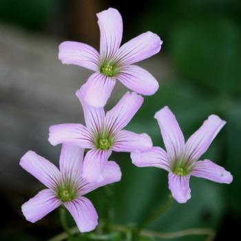 <b>9598 weed, Wood-sorrel, Oxalis articulata, Oxalidaceae, not native, Lane Cove National Park, West Chatswood, NSW, 1st Sept'09, Kate/Sydney</b>
