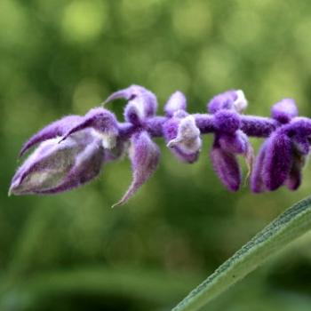 <b>3455 blue salvia, Salvia leucantha, Sage - Lamiaceae - mint family, Sydney, 16th March'09 Kate/Sydney</b>