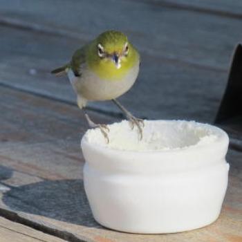 <b>Green Eye, Margaret River ; Wendy/Perth</b>