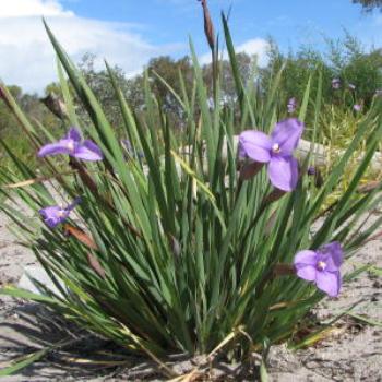 <b>Fringed lily - Wendy/Perth</b>
