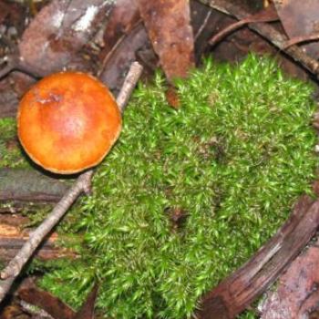 <b>Forest floor, Leven Canyon,Tasmania - Sacky</b>