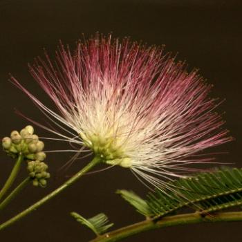 <b>0194 Calliandra surinamensis, Powder puff or Pink tassel flower, Fabaceae - Mimosaceae, flowering tree, Sydney, 14th Dec'09, Kate/Sydney</b>