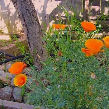 <b>Rancho Bernardo flower garden</b>