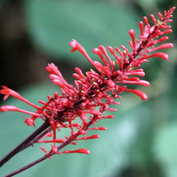<b>3010 Odontonema cuspidatum, Firespike, Acanthaceae, Sydney, 2nd March'09 Kate/Sydney</b>