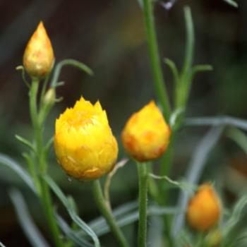 <b>7539 Xerochrysum viscosum, Sticky everlasting, Asteraceae, Ballarat Botanic Gardens, Victoria, 29th Oct'09 Kate/Sydney</b>