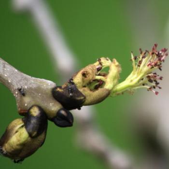 <b>7702 new growth, Fraxinus excelsior, Pendula, Weeping European Ash, Oleaceae, Botanic Gardens, Ballarat, Vic, 29th Oct'09, Kate/Sydney </b>