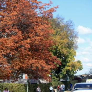 <b>1740 Autumn colour, Orange, driving from Dubbo to Sydney, 3rd May'09, Kate/Sydney</b>