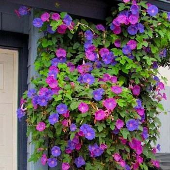 <b>morning glories</b>