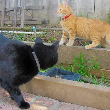 <b>Spike and Finn in garden</b>