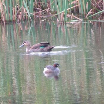<b>Australasian Grebe and Pacific Black Duck on our farm dam- Sacky, Tasmania</b>