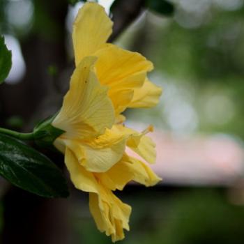<b>3001 yellow hibicsus, Malvaceae, Sydney, 2nd March'09 Kate/Sydney</b>