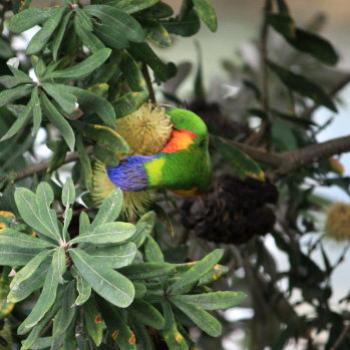 <b>8683 lorikeet buried in the Banksia nectar, Hawkesbury River, 22nd Aug'09, Kate/Sydney</b>