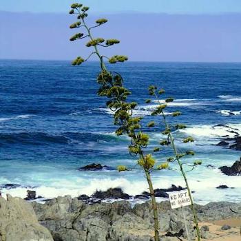 <b>Coast of Isla Negra, Chile</b>