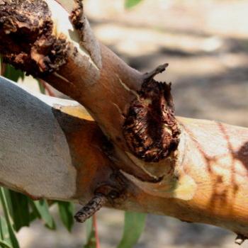 <b>1838 peeling bark on eucalypt, River Red Gum, Eucalyptus camaldulensis, Myrtaceae, Wagga Wagga, NSW, 24th Dec'08 Kate/Sydney</b>