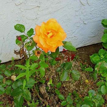 <b>Yellow rose by stucco wall</b>
