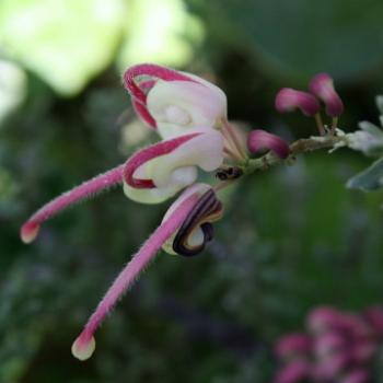 <b>3473 Woolly grevillea, Grevillea lanigera prostata, Proteaceae, native flower, Sydney, 16th March'09 Kate/Sydney</b>