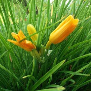 <b>day lilies</b>