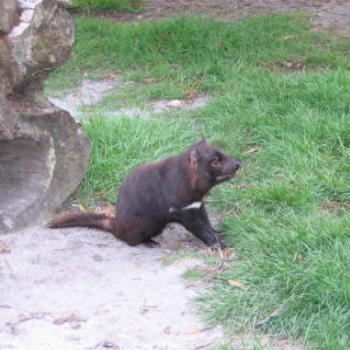 <b>Tassie devil - Wendy/Perth</b>