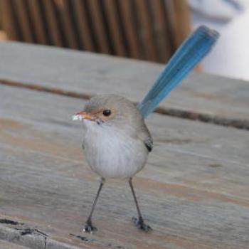 <b>Blue Wren, Margaret River ; Wendy/Perth</b>