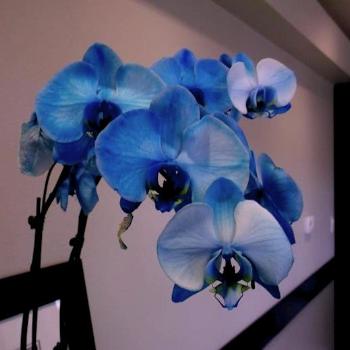 <b>orchids</b>