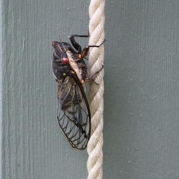 <b>1122 Red Eye Cicada, Psaltoda moerens, Cicadinae, Hawkesbury R, 1st Jan'10, Kate/Sydney</b>