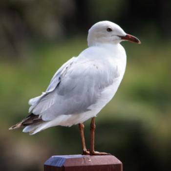 <b>7811 juvenile Silver Gull, Larus novaehollandiae, Laridae, Charadriiformes, Lake Wendouree, Ballarat, Victoria, 29th Oct'09, Kate/Sydney</b>