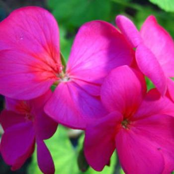 <b>Spring geraniums; Wendy/Perth</b>