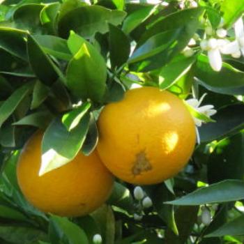 <b>Last of the oranges in the back yard and blossom for next year - Wendy/Perth</b>