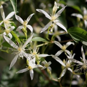<b>9514 Clematis aristata, Traveller's Joy, Wedding Veil, Old Man's Beard, Ranunculaceae, native vine, Lane Cove National Park, West Chatswood, NSW, 1st Sept'09, Kate/Sydney</b>