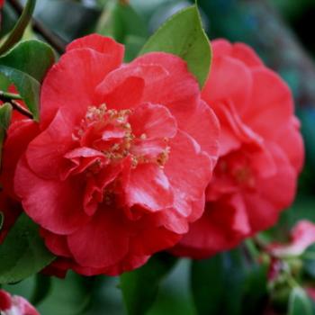 <b>7651 camellia, Botanic Gardens, Ballarat, Vic, 29th Oct'09, Kate/Sydney </b>
