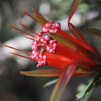 <b>3700 Mountain Devil, Lambertia formosa, Proteaceae, Hawkesbury R, 7th June'09 Kate/Sydney</b>