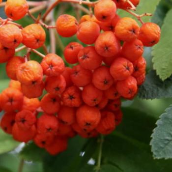 <b>4370 Berries, Mountain Ash, Rowan Tree, Sorbus aucuparia, Rosaceae, Millbrook Resort, near Queenstown, Sth Is, NZ, 20th Mar'10, Kate/Sydney</b>