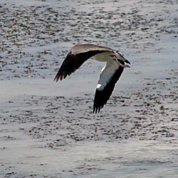 <b>1835  Masked Lapwing, Vanellus miles, Charadriidae, Wagga Wagga, NSW, 24th Dec'08 Kate/Sydney</b>