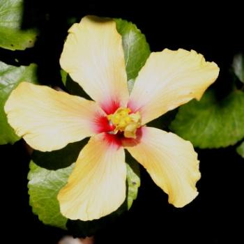 <b>5218 yellow hibiscus, suburban Sydney, 5th Oct'09, Kate/Sydney</b>
