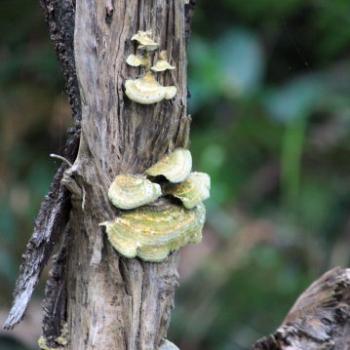 <b>9695 green & yellow bracket fungi, Lane Cove National Park, West Chatswood, NSW, 1st Sept'09, Kate/Sydney</b>