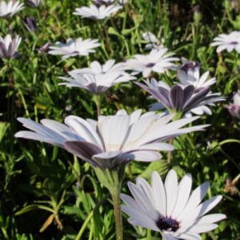 <b>First sign of spring! - Wendy/Perth</b>