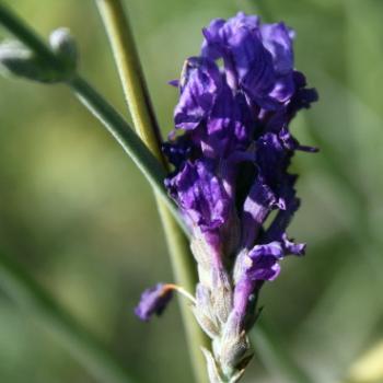 <b>1837 Sidoni lavender, my garden, Sydney, 5th Oct'09, Kate/Sydney</b>