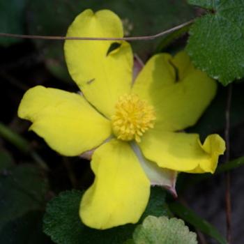 <b>7665 Trailing guinea flower, twining guinea flower, Hibbertia dentata, Dilleniaceae, Hawkesbury R, 8th Aug'09 Kate/Sydney</b>