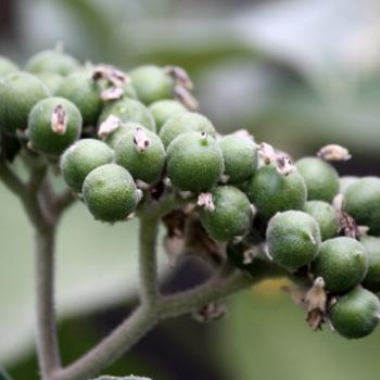 <b>9453 weed fruit, Solanum mauritianum, Scop, Wild Tobacco Bush, Solanaceae, not native, Lane Cove National Park, West Chatswood, NSW, 1st Sept'09, Kate/Sydney</b>