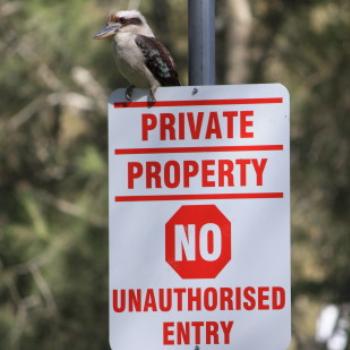 <b>9370 guard bird, Laughing Kookaburra, Dacelo novaeguineae, Halcyonidae, Coraciiformes, Lane Cove National Park, Sydney, 1st Sept'09, Kate/Sydney</b>