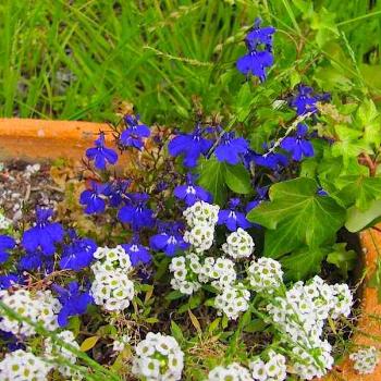 <b>Alyssum with forget-me-nots</b>