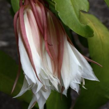 <b>3432 Epiphyllum oxypetalum, Dutchman's Pipe Cactus, Night Flowering Epiphyllum, Cactaceae, Sydney, 11th March'09 Kate/Sydney</b>