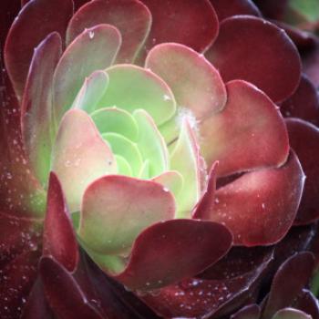 <b>7693 Aeonium arboreum, Zwartkop, Crassulaceae, Botanic Gardens, Ballarat, Vic, 29th Oct'09, Kate/Sydney </b>